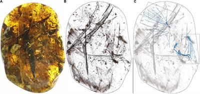A New Enantiornithine (Aves) Preserved in Mid-Cretaceous Burmese Amber Contributes to Growing Diversity of Cretaceous Plumage Patterns